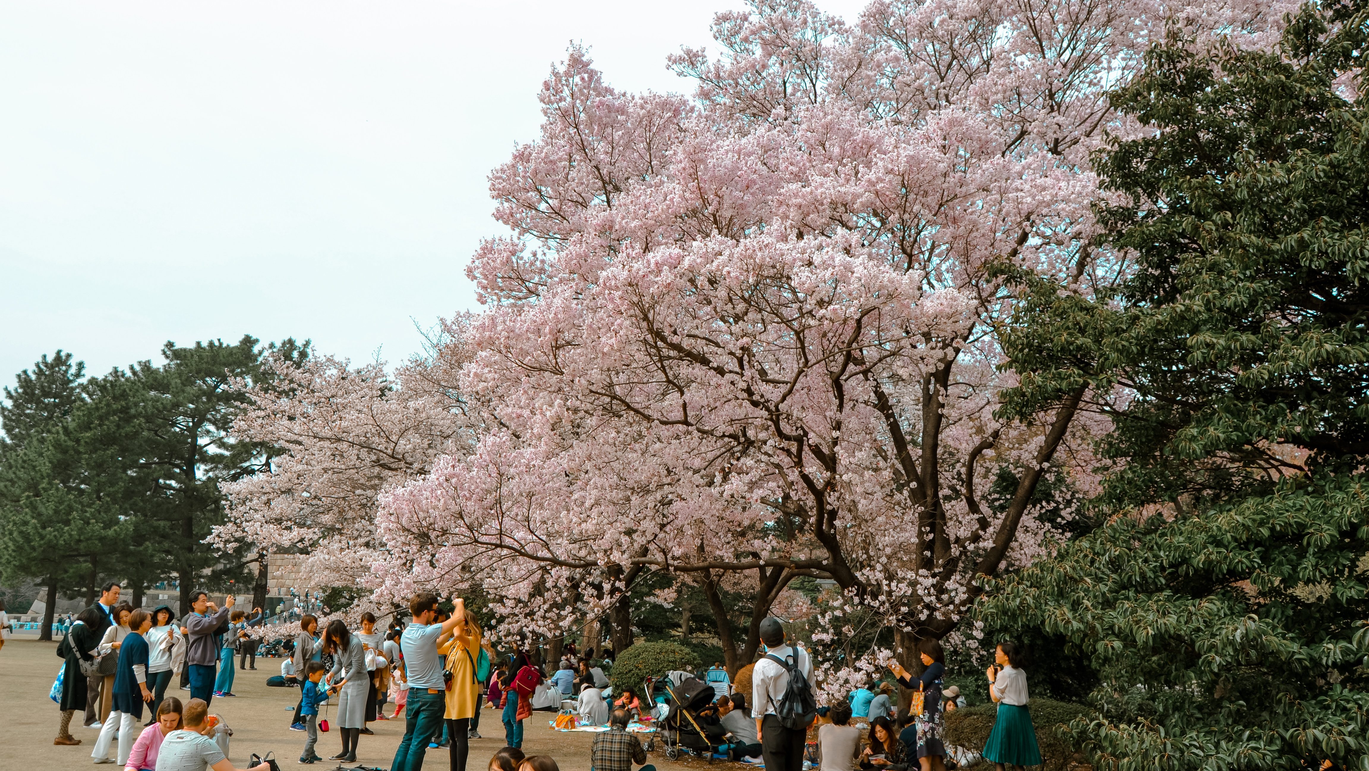 GIARDINI PALAZZO IMPARIALE TOKYO
