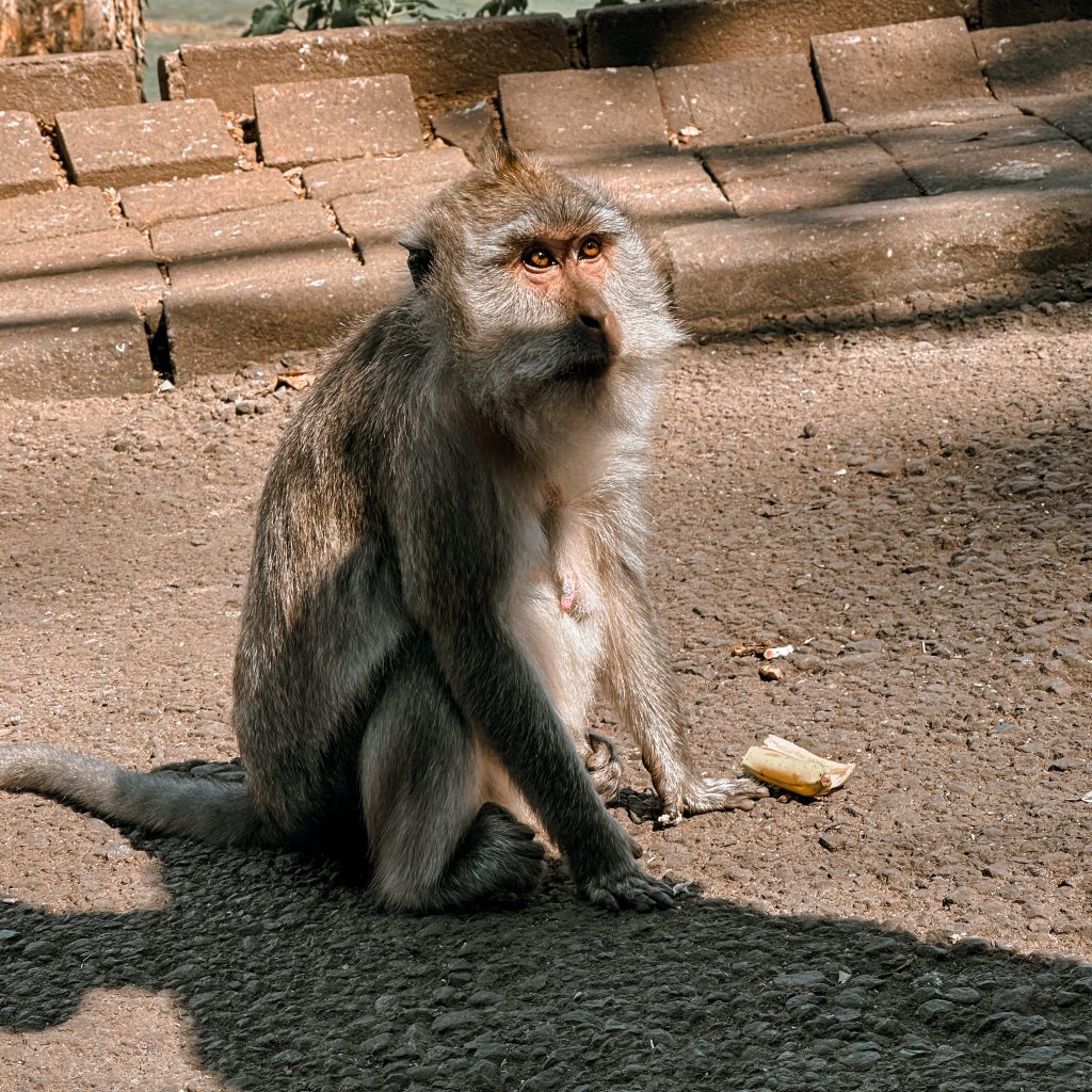SCIMMIA MUNDUK INDONESIA 