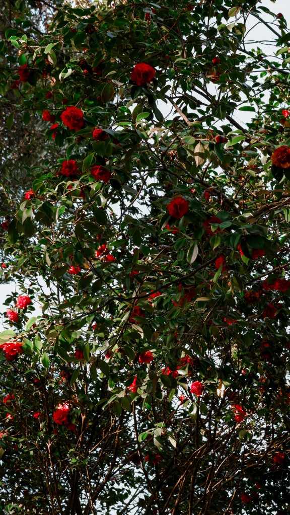 Camelieto storico di villa durazzo pallavicini a Genova